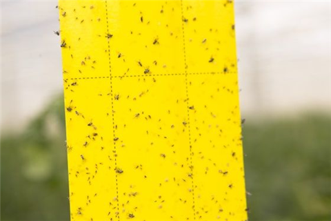 關(guān)于發(fā)現(xiàn)、監(jiān)測和誘殺害蟲的竅門