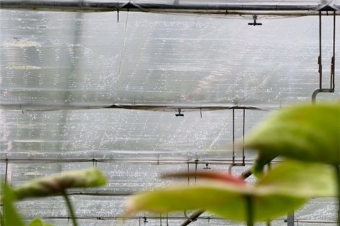 如何防止溫室內過度潮濕？